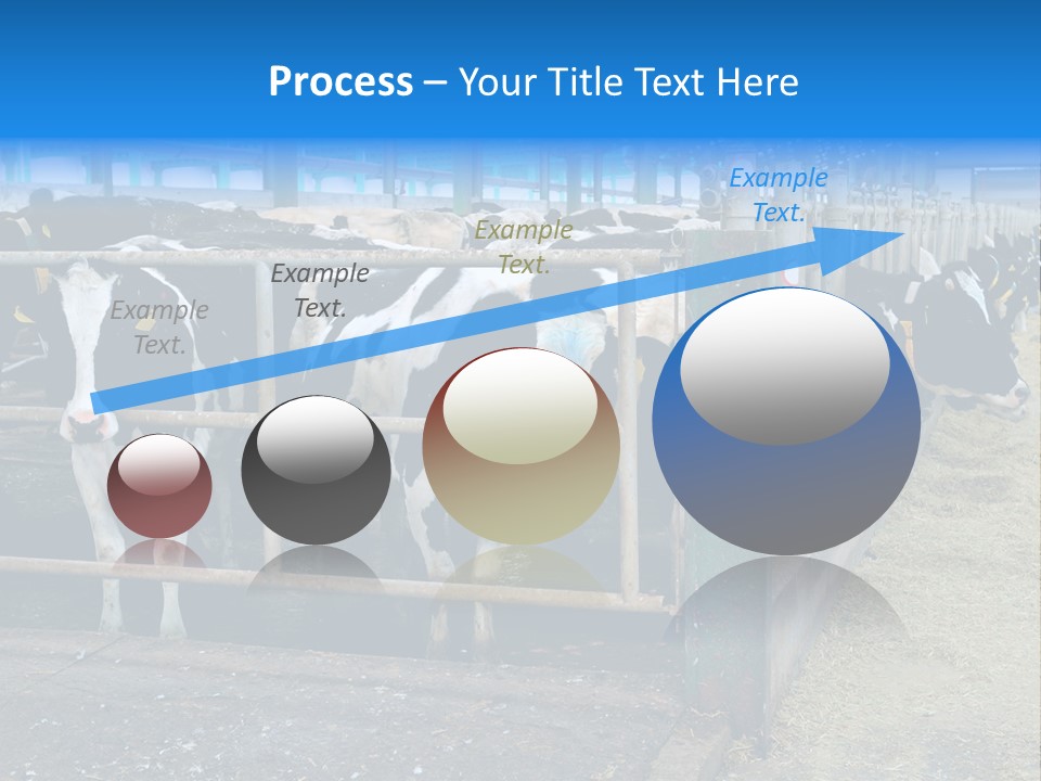 Cattle Rustic Cow PowerPoint Template