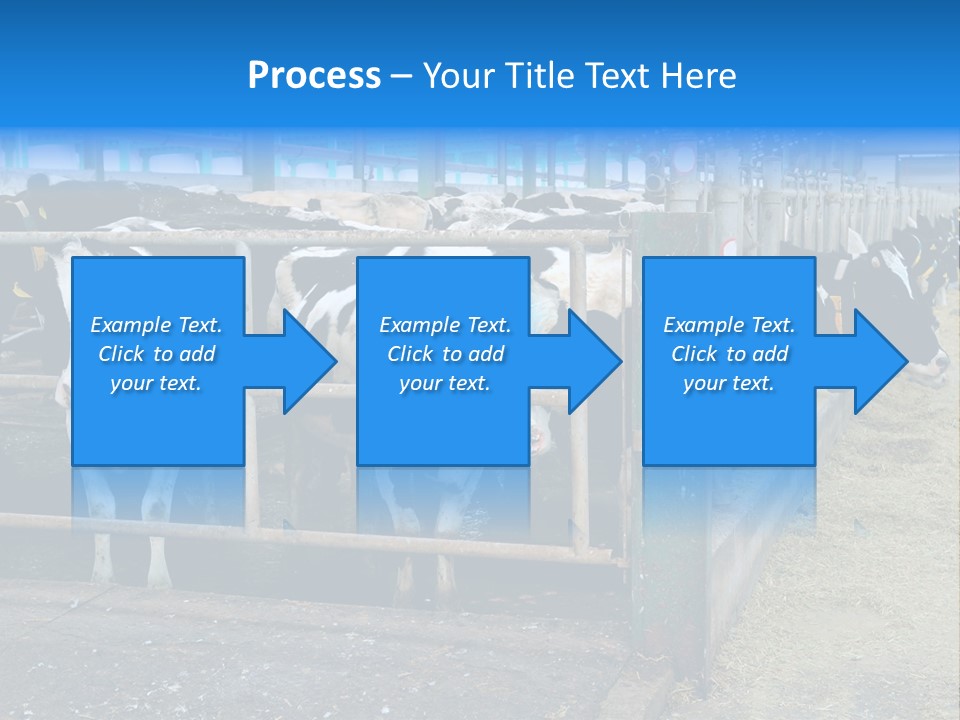 Cattle Rustic Cow PowerPoint Template