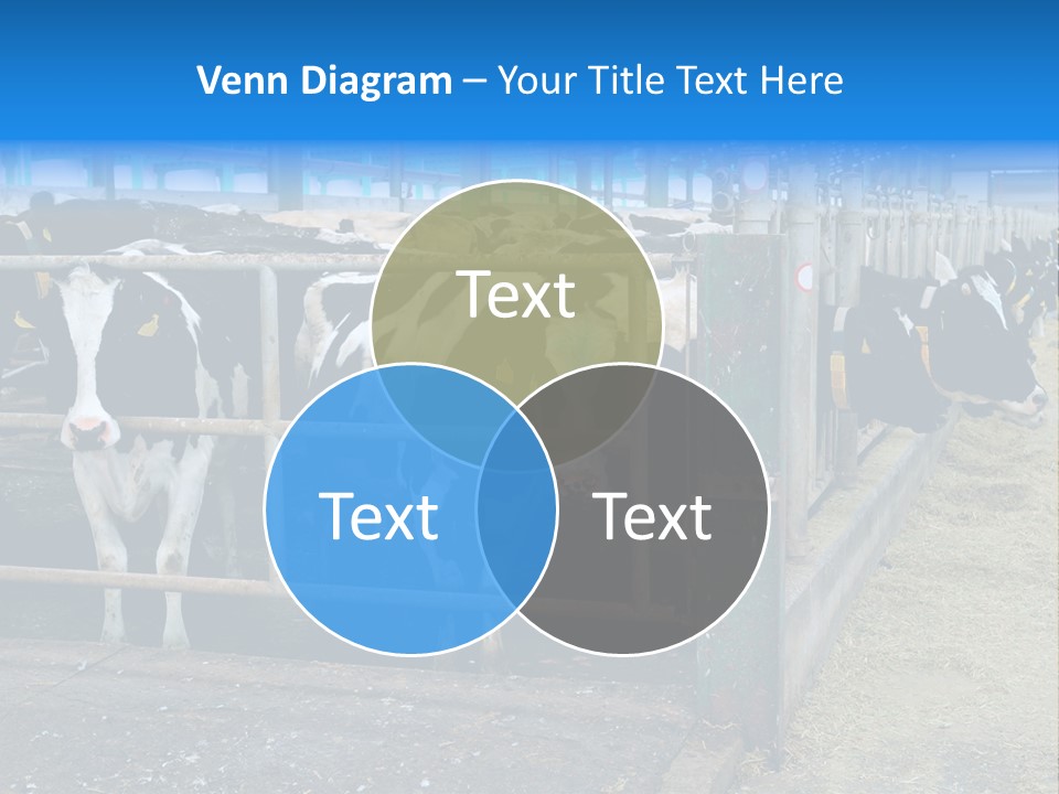 Cattle Rustic Cow PowerPoint Template