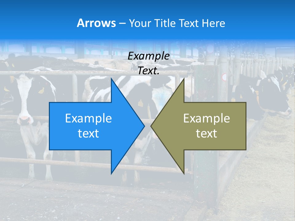 Cattle Rustic Cow PowerPoint Template