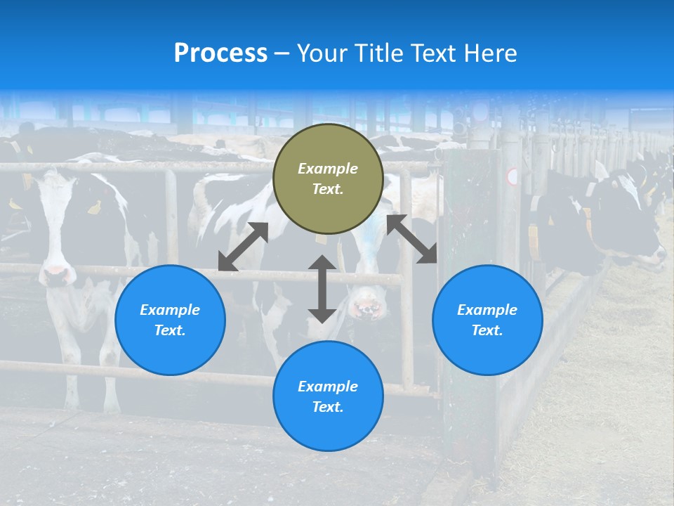 Cattle Rustic Cow PowerPoint Template