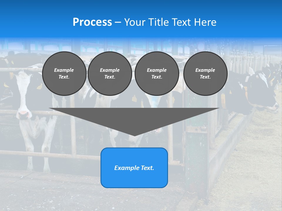 Cattle Rustic Cow PowerPoint Template