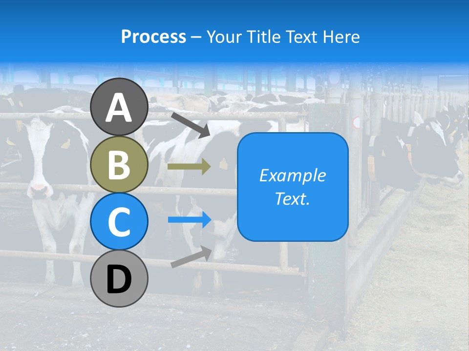 Cattle Rustic Cow PowerPoint Template