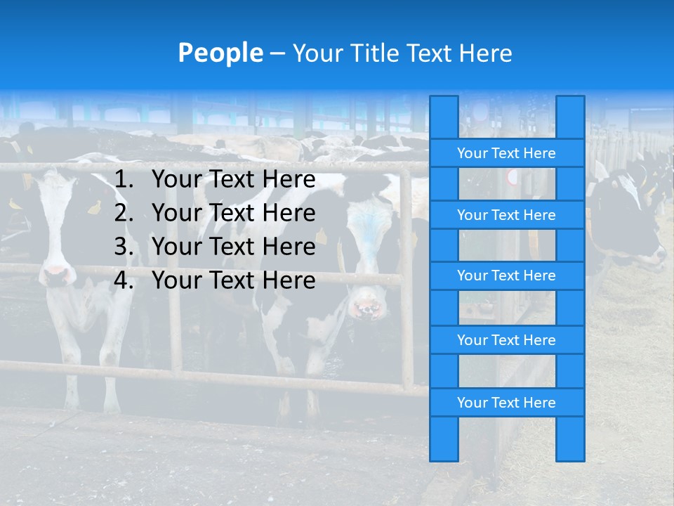 Cattle Rustic Cow PowerPoint Template