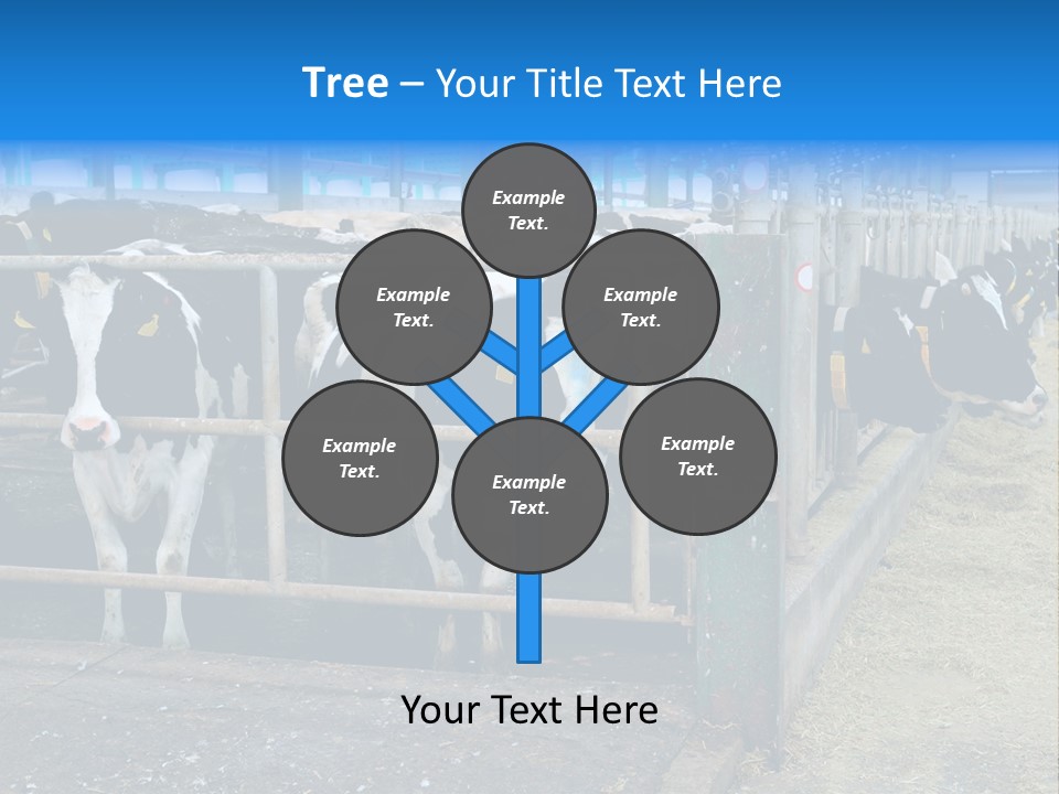 Cattle Rustic Cow PowerPoint Template