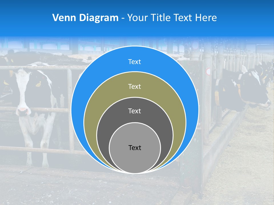 Cattle Rustic Cow PowerPoint Template