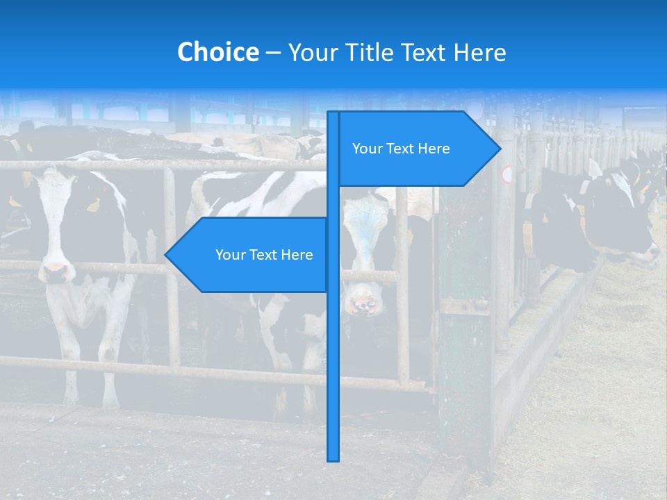 Cattle Rustic Cow PowerPoint Template