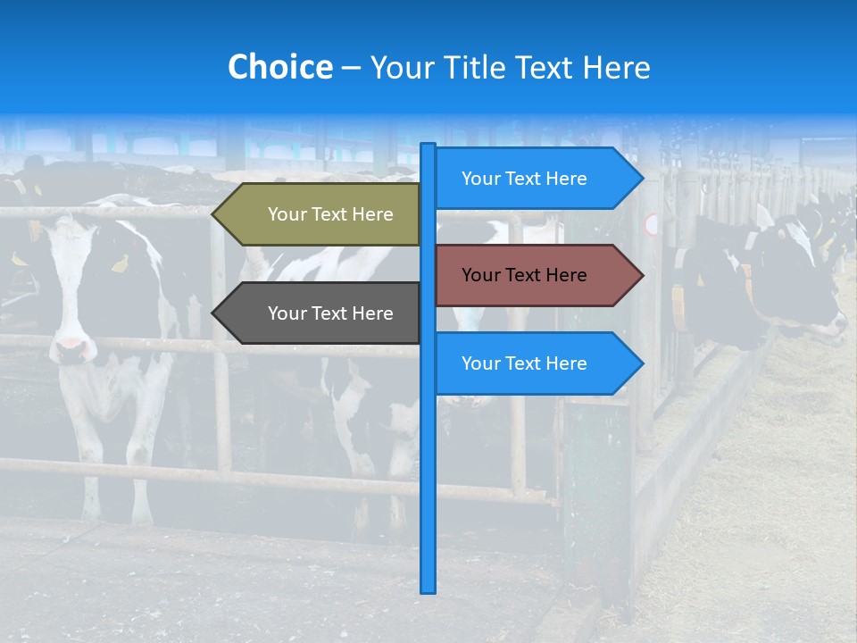 Cattle Rustic Cow PowerPoint Template