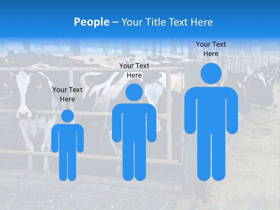 Cattle Rustic Cow PowerPoint Template