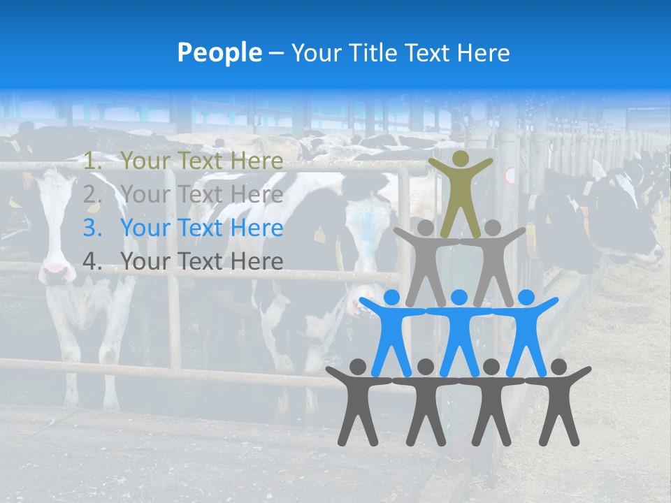 Cattle Rustic Cow PowerPoint Template