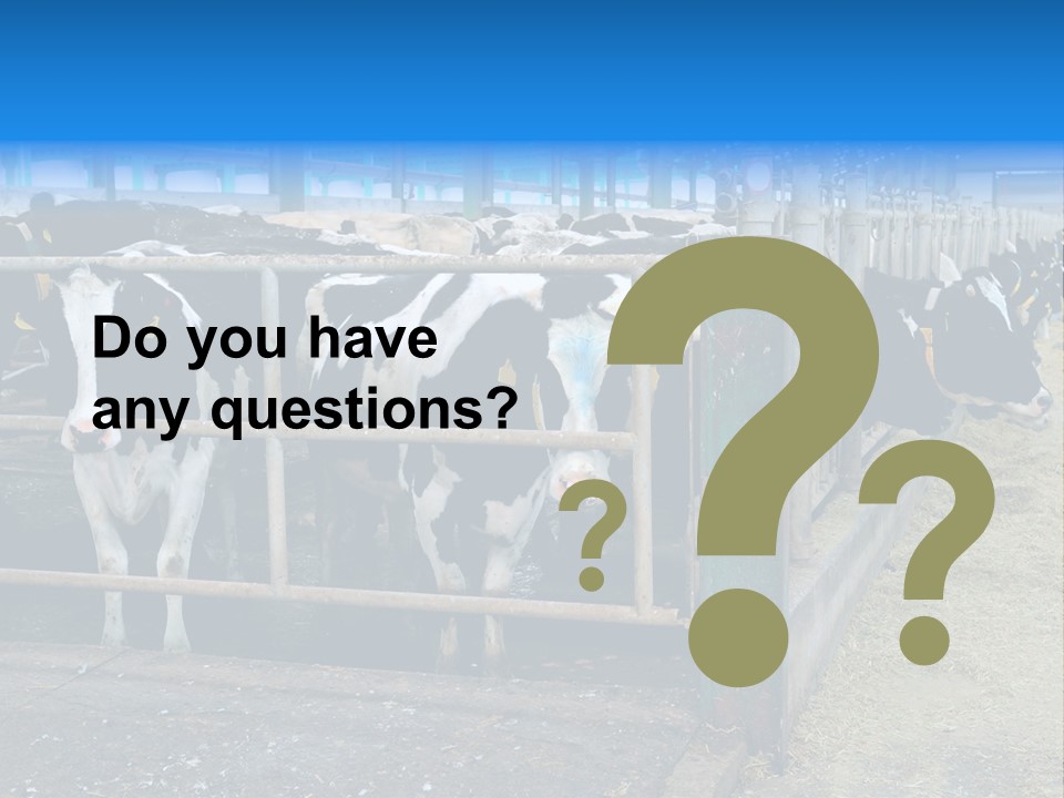 Cattle Rustic Cow PowerPoint Template