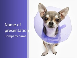 Vertical Breed Alertness PowerPoint Template