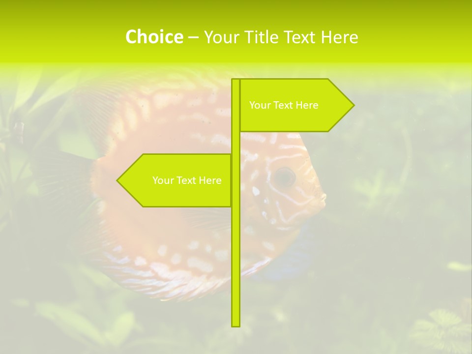 Underwater Wild White PowerPoint Template