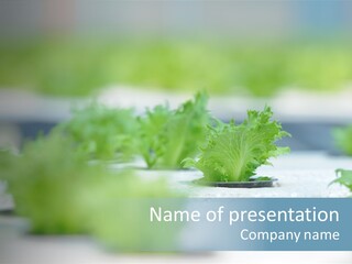 Agricultural Nutrition Young PowerPoint Template