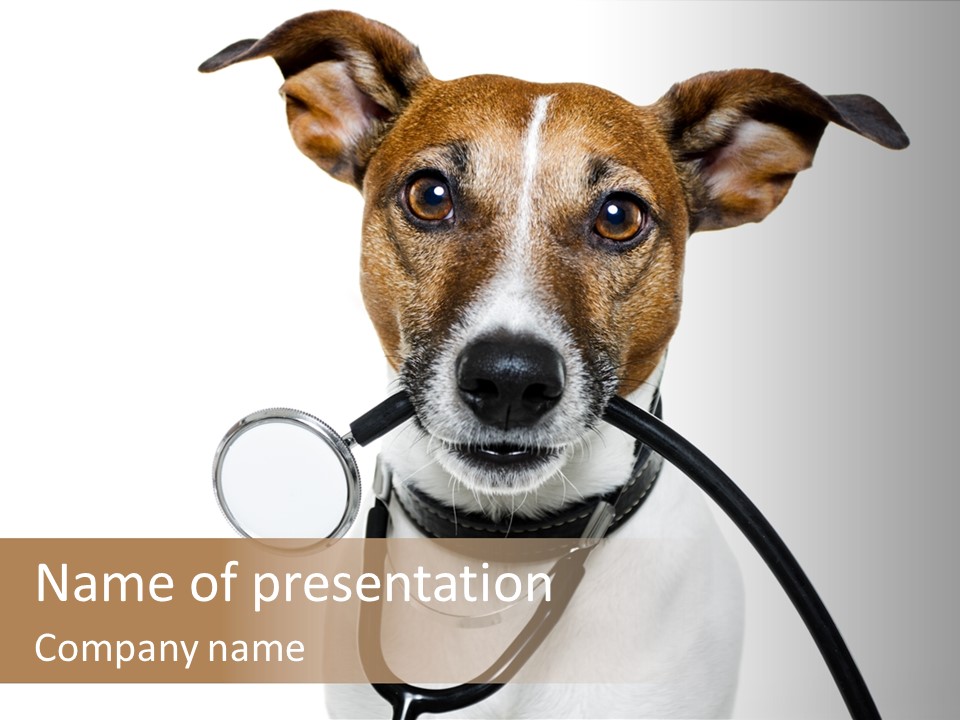 Stethoscope Funny Medicine PowerPoint Template