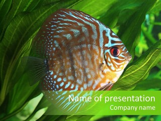 Round Tropical Nature PowerPoint Template