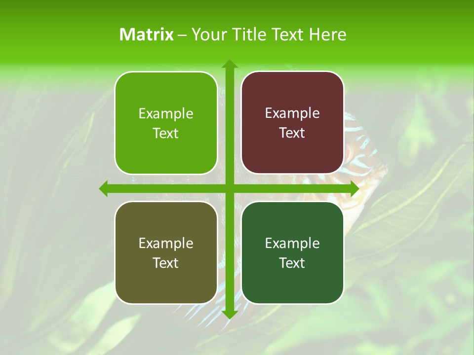 Round Tropical Nature PowerPoint Template