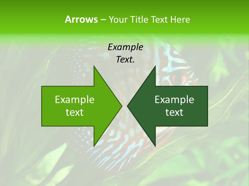Round Tropical Nature PowerPoint Template