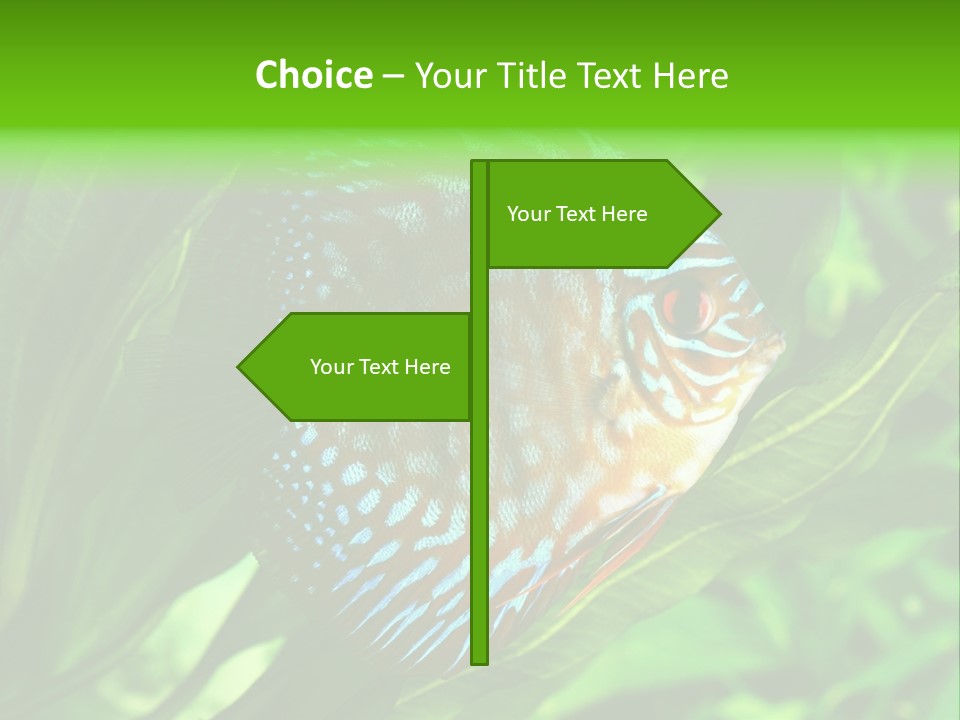 Round Tropical Nature PowerPoint Template