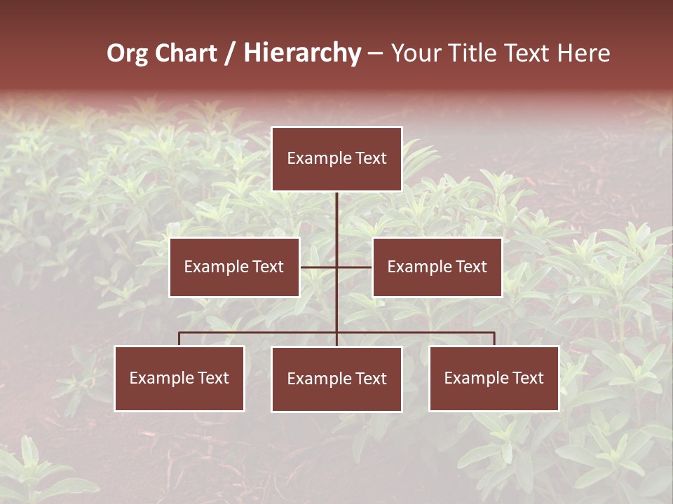 Sweetening Herbal Calorie PowerPoint Template