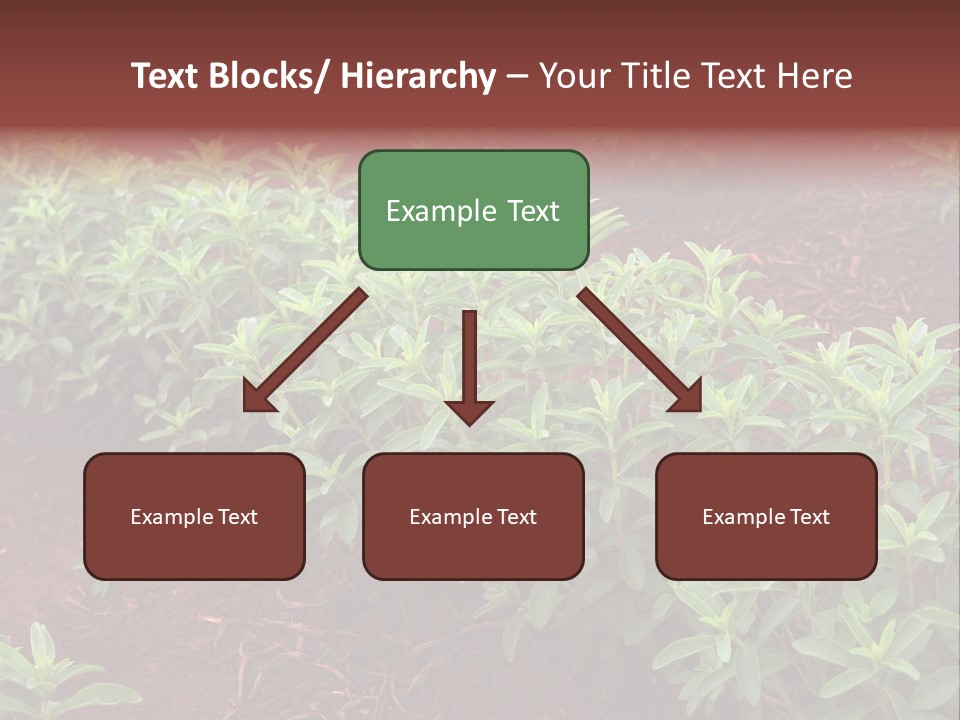 Sweetening Herbal Calorie PowerPoint Template