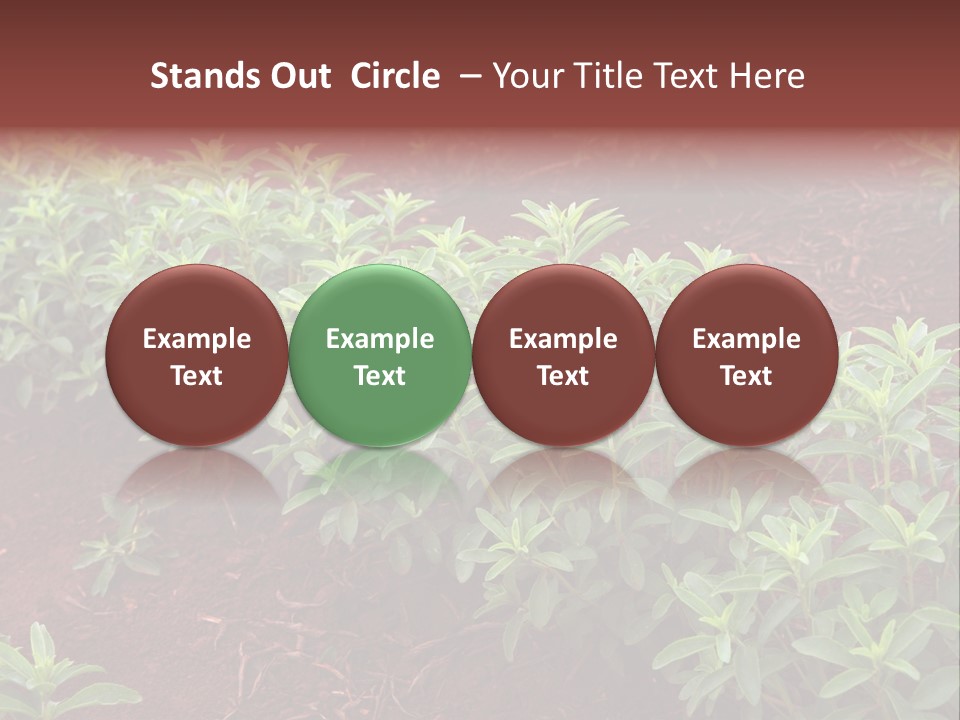 Sweetening Herbal Calorie PowerPoint Template