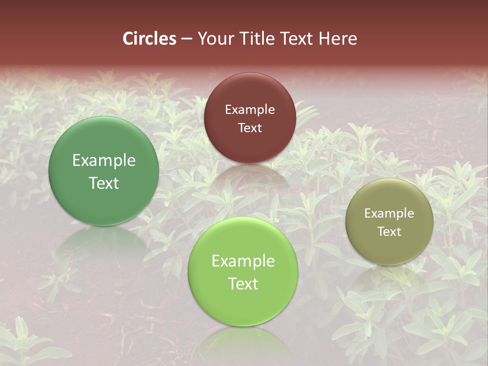 Sweetening Herbal Calorie PowerPoint Template