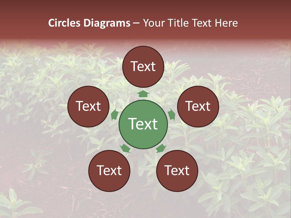 Sweetening Herbal Calorie PowerPoint Template