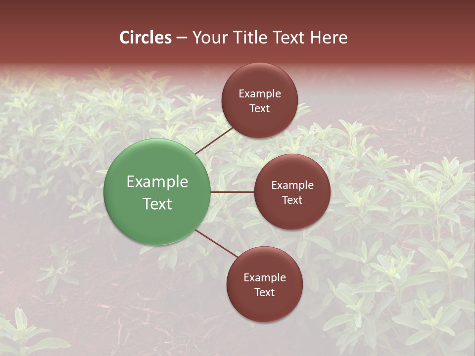 Sweetening Herbal Calorie PowerPoint Template