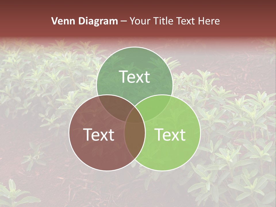 Sweetening Herbal Calorie PowerPoint Template