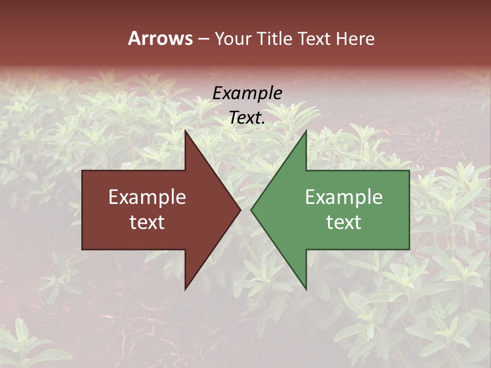 Sweetening Herbal Calorie PowerPoint Template