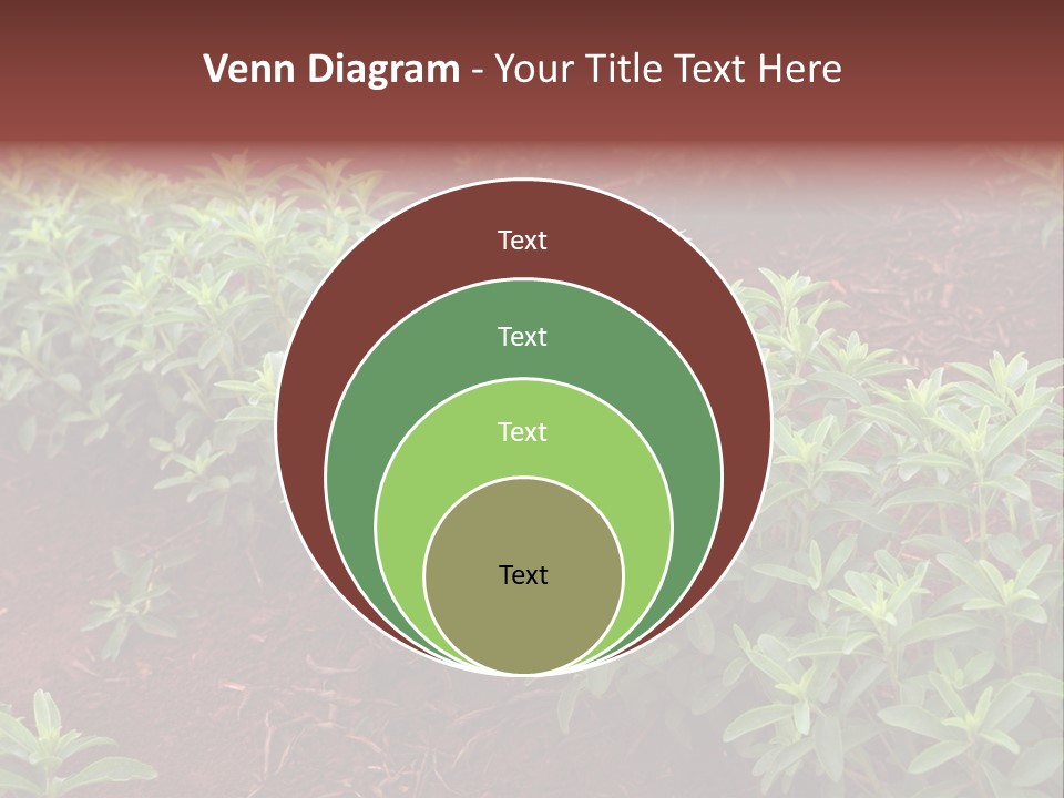Sweetening Herbal Calorie PowerPoint Template