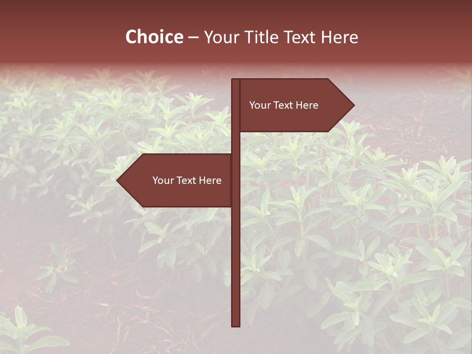Sweetening Herbal Calorie PowerPoint Template