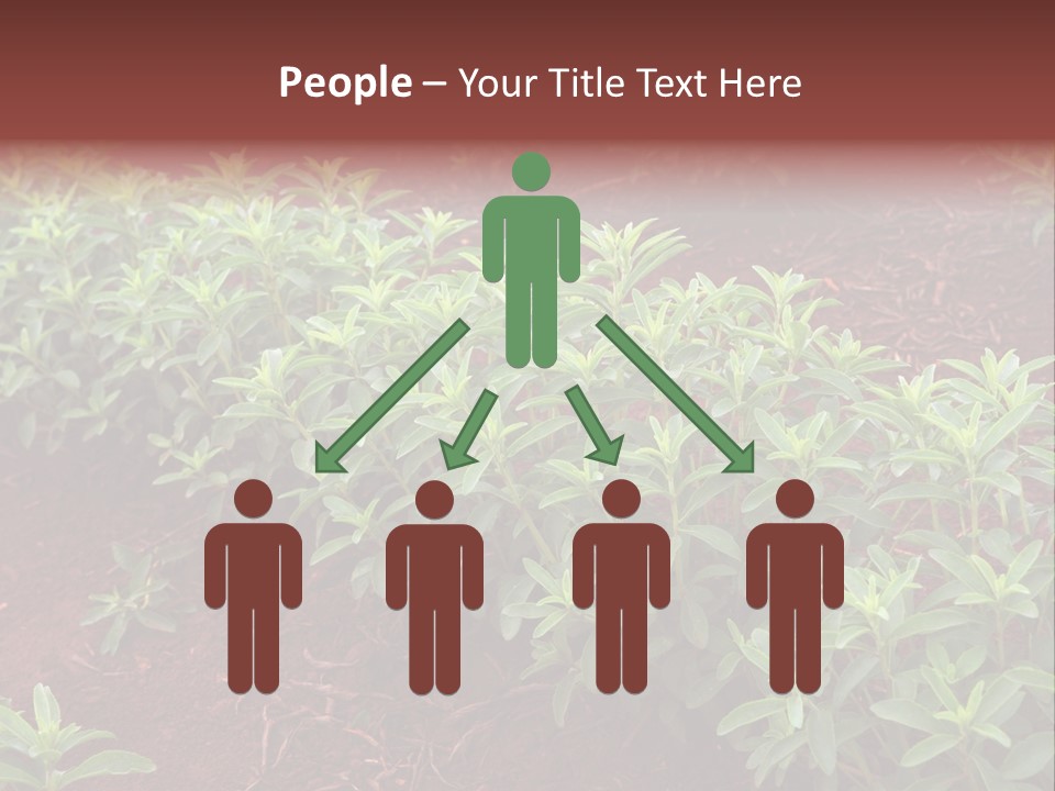 Sweetening Herbal Calorie PowerPoint Template