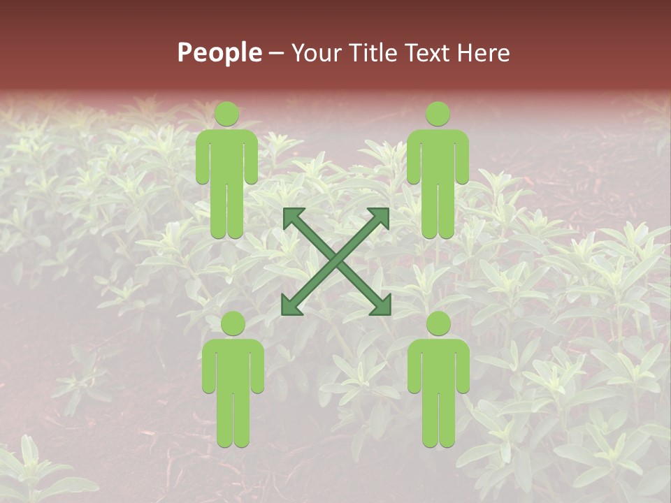 Sweetening Herbal Calorie PowerPoint Template