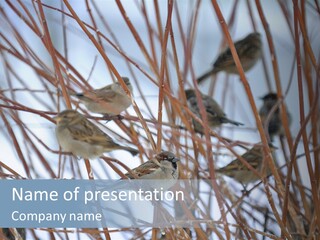 Bird Sit Bush PowerPoint Template