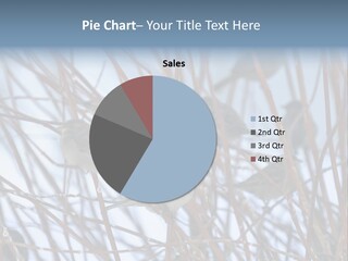 Bird Sit Bush PowerPoint Template