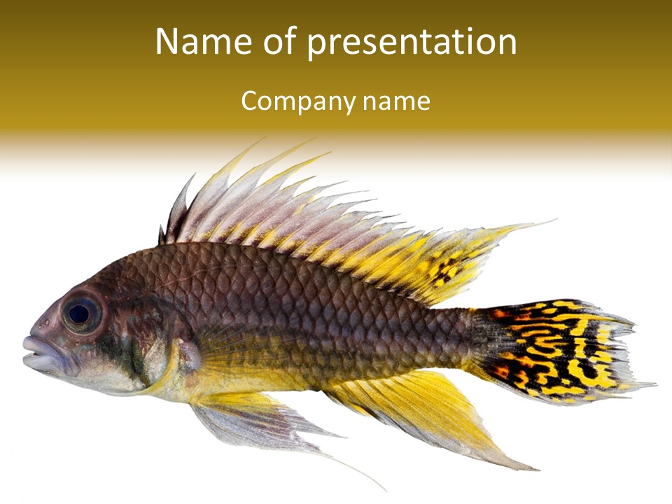 Aquarium Cockatoo Dwarf Cichlid Pet PowerPoint Template