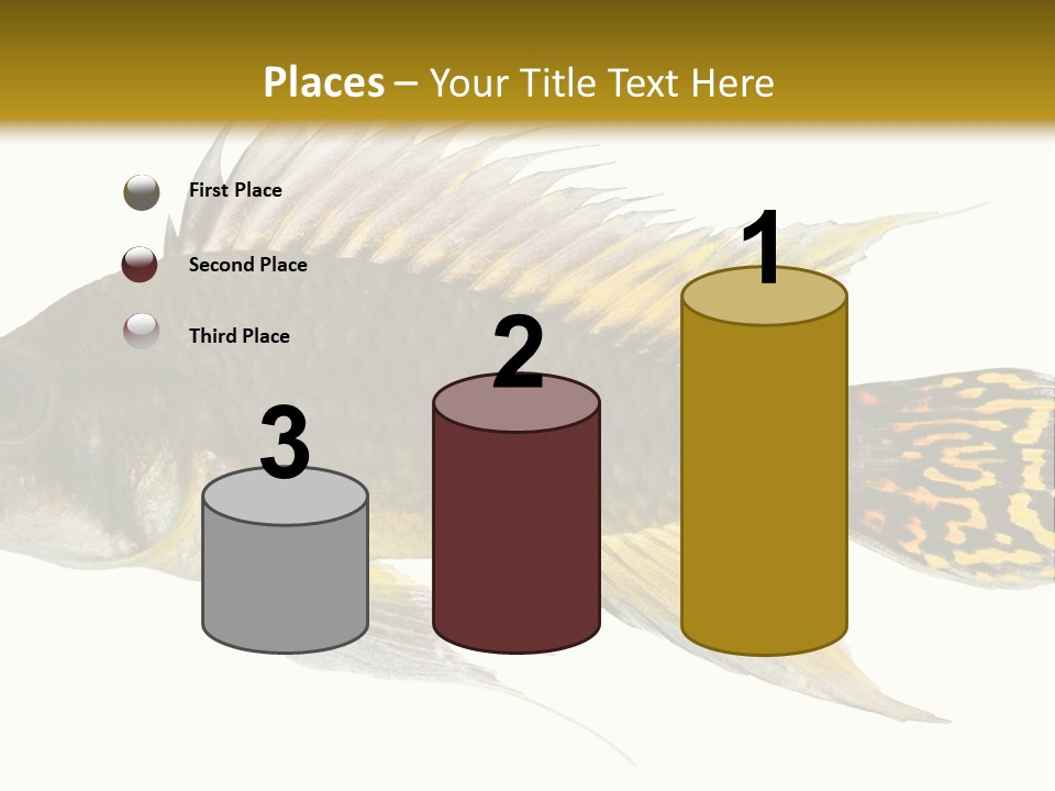 Aquarium Cockatoo Dwarf Cichlid Pet PowerPoint Template