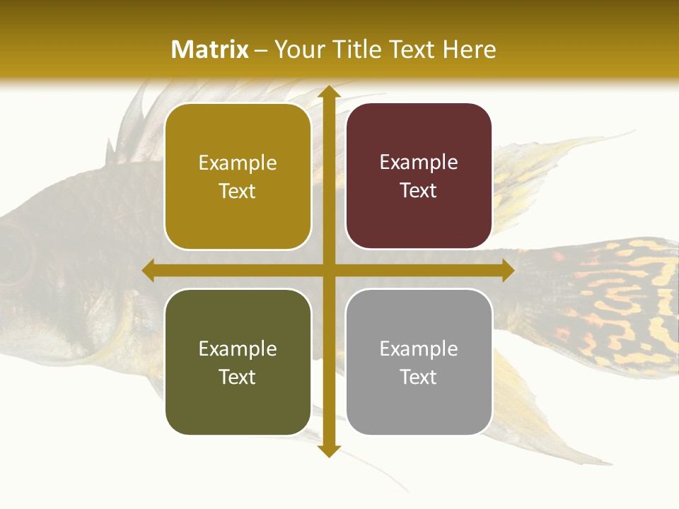 Aquarium Cockatoo Dwarf Cichlid Pet PowerPoint Template