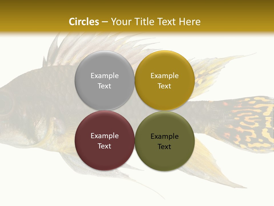 Aquarium Cockatoo Dwarf Cichlid Pet PowerPoint Template