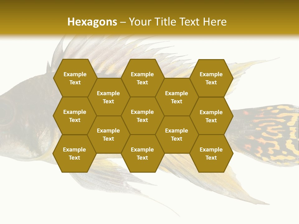 Aquarium Cockatoo Dwarf Cichlid Pet PowerPoint Template