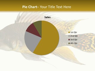 Aquarium Cockatoo Dwarf Cichlid Pet PowerPoint Template