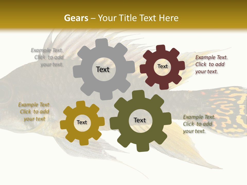 Aquarium Cockatoo Dwarf Cichlid Pet PowerPoint Template