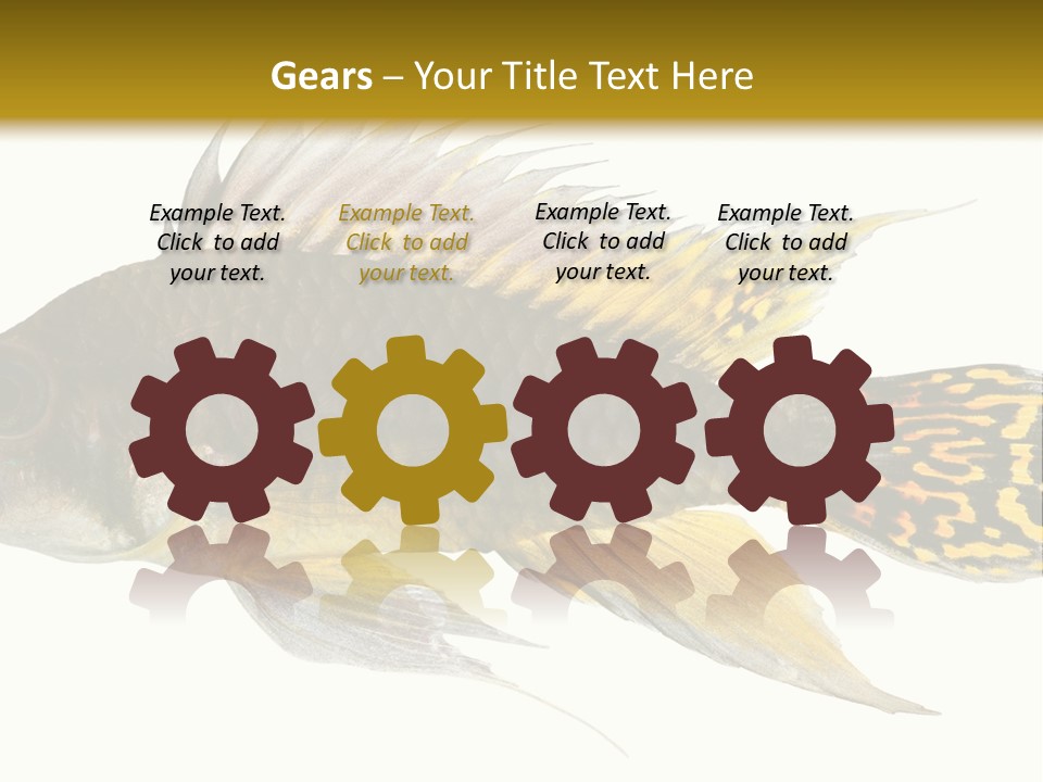 Aquarium Cockatoo Dwarf Cichlid Pet PowerPoint Template