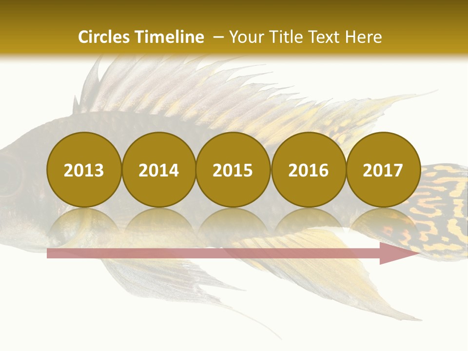 Aquarium Cockatoo Dwarf Cichlid Pet PowerPoint Template