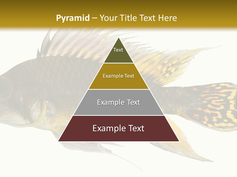 Aquarium Cockatoo Dwarf Cichlid Pet PowerPoint Template