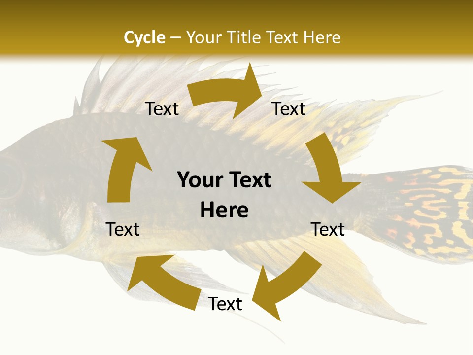 Aquarium Cockatoo Dwarf Cichlid Pet PowerPoint Template