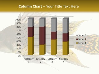 Aquarium Cockatoo Dwarf Cichlid Pet PowerPoint Template