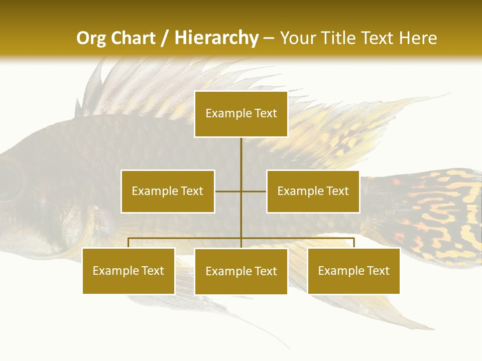 Aquarium Cockatoo Dwarf Cichlid Pet PowerPoint Template